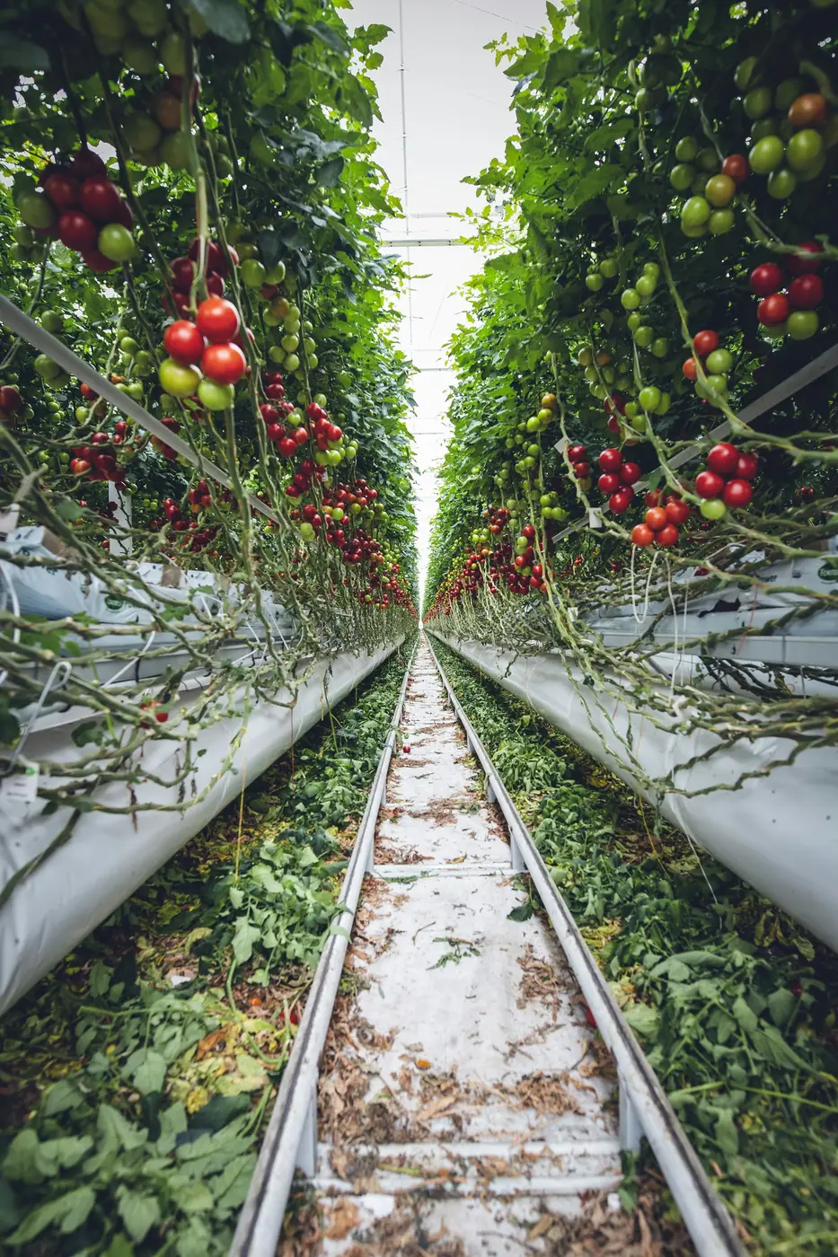 Tomatenreihen in einem Gewächshaus